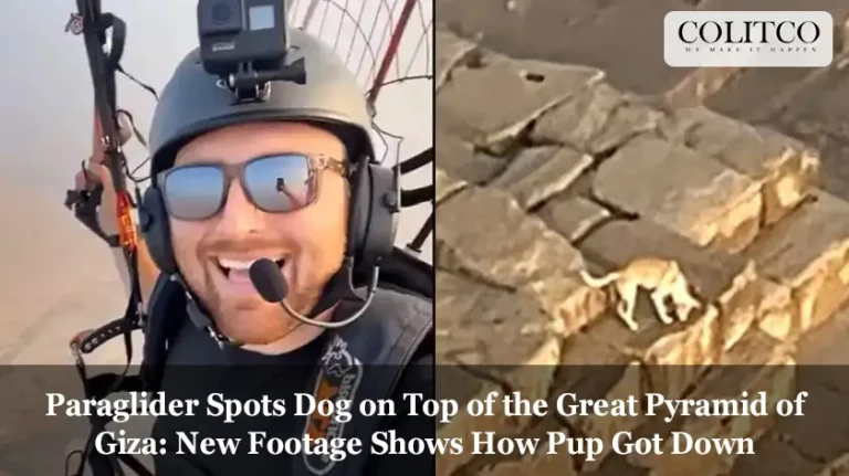 Paraglider Spots Dog on Top of the Great Pyramid of Giza New Footage Shows How Pup Got Down