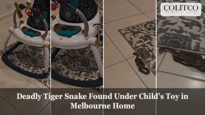 Deadly Tiger Snake Found Under Child’s Toy in Melbourne Home
