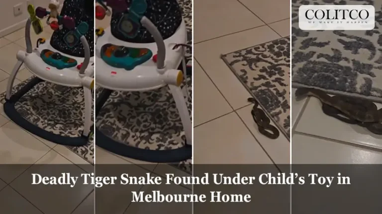 Deadly Tiger Snake Found Under Child’s Toy in Melbourne Home