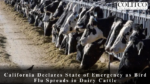 California Declares State of Emergency as Bird Flu Spreads in Dairy Cattle