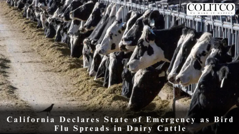 California Declares State of Emergency as Bird Flu Spreads in Dairy Cattle