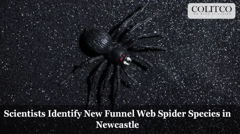 Scientists Identify New Funnel Web Spider Species in Newcastle