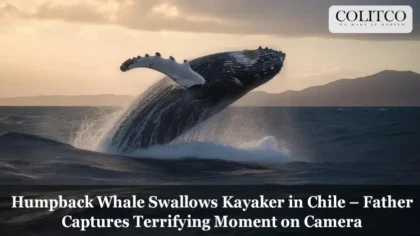 Humpback Whale Swallows Kayaker in Chile – Father Captures Terrifying Moment on Camera