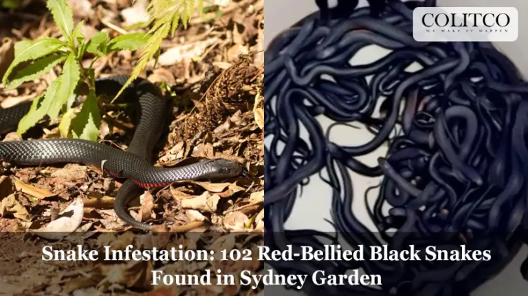 Snake Infestation: 102 Red-Bellied Black Snakes Found in Sydney Garden