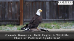 Canada Goose vs. Bald Eagle: A Wildlife Clash or Political Symbolism?
