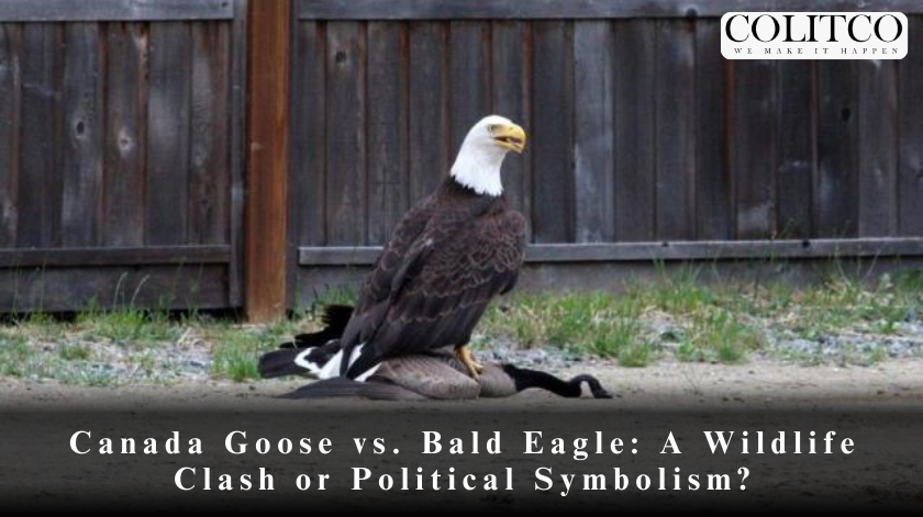 Canada Goose vs. Bald Eagle: A Wildlife Clash or Political Symbolism?