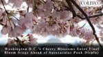 Washington D.C.’s Cherry Blossoms Enter Final Bloom Stage Ahead of Spectacular Peak Display