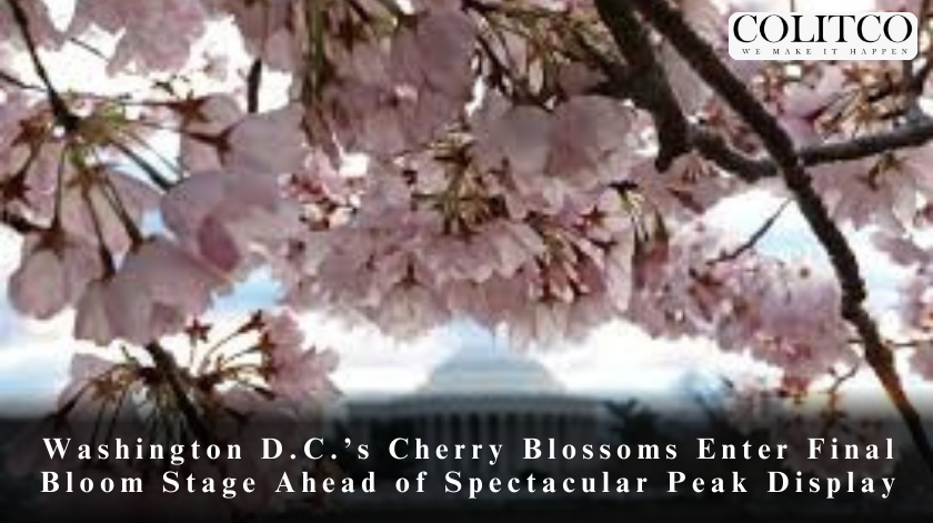 Washington D.C.’s Cherry Blossoms Enter Final Bloom Stage Ahead of Spectacular Peak Display