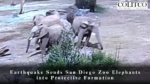 Earthquake Sends San Diego Zoo Elephants into Protective Formation