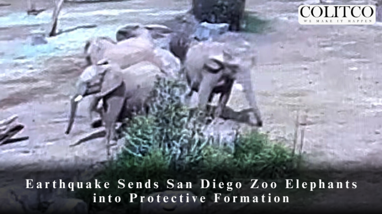 Earthquake Sends San Diego Zoo Elephants into Protective Formation