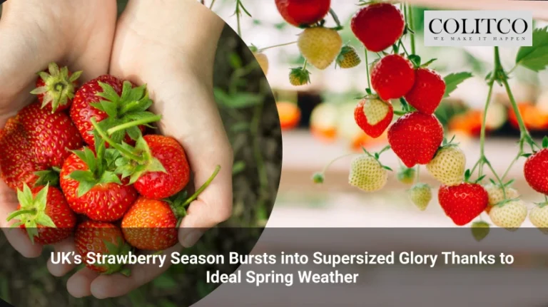 UK’s Strawberry Season Bursts into Supersized Glory Thanks to Ideal Spring Weather