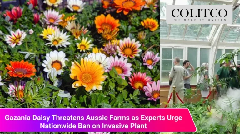 Gazania Daisy Threatens Aussie Farms as Experts Urge Nationwide Ban on Invasive Plant