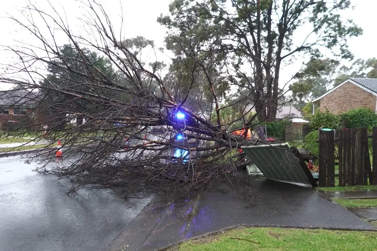 NSW SES clearing a fallen tree in Barrack Heights, Shellharbour