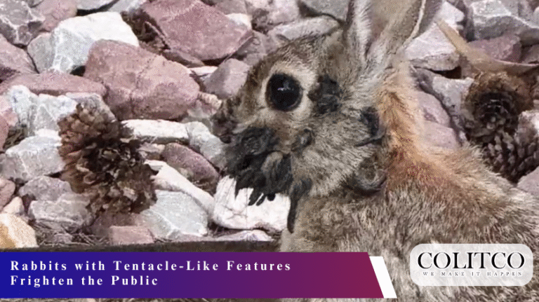 Rabbits with Tentacle-Like Features Frighten the Public