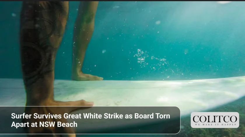Surfer Survives Great White Strike as Board Torn Apart at NSW Beach