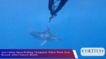 Australian Spearfishing Champion Nikki Watt Sets Record After Cancer Battle