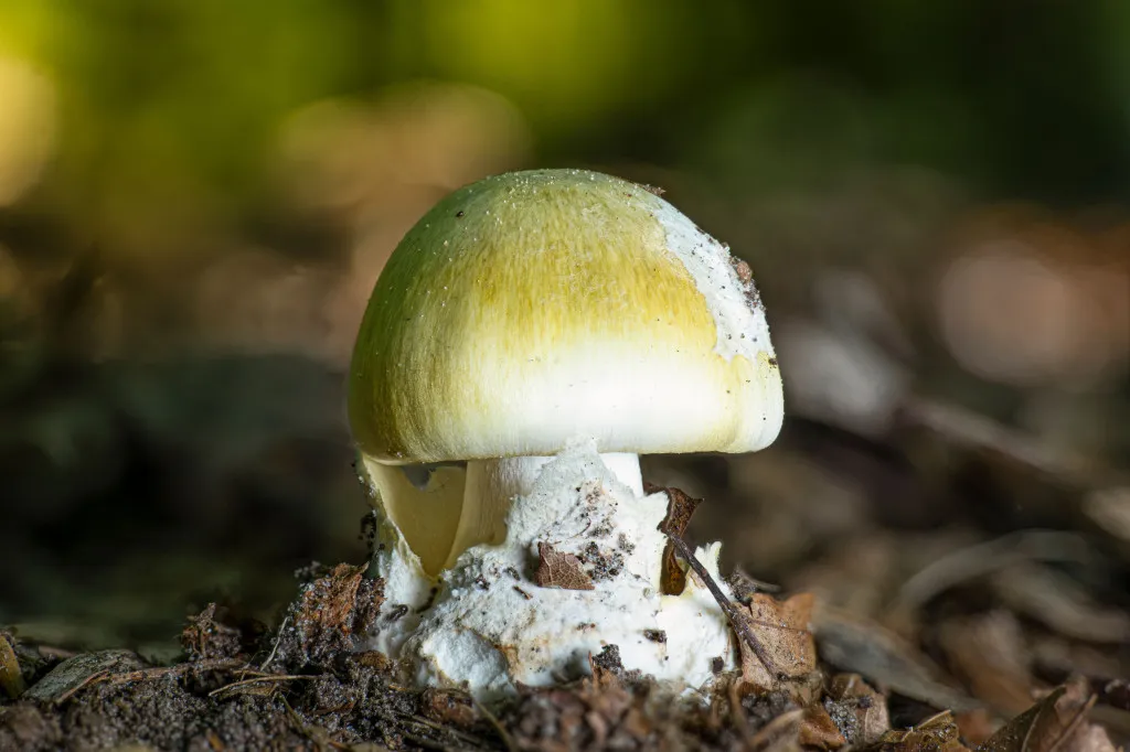 Death-cap-mushroom-one-of-the-worlds-deadliest-fungi