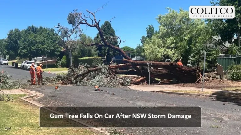 Gum Tree Falls on car After Nsw Storm Damage