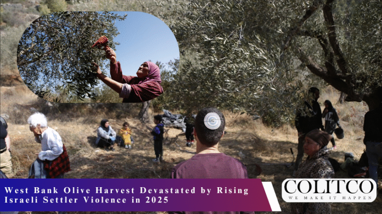 West Bank Olive Harvest Devastated by Rising Israeli Settler Violence in 2025