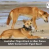 australian Dingo Attack Incident Raises Safety Concern on Kgari Beach