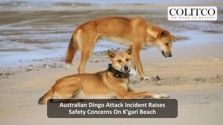 Australian Dingo Attack Incident Raises Safety Concerns On K’gari Beach