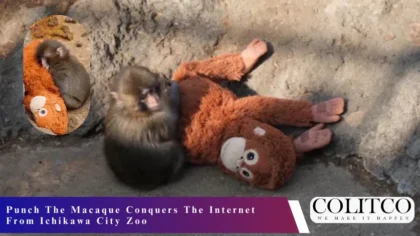 Punch The Macaque Conquers The Internet From Ichikawa City Zoo
