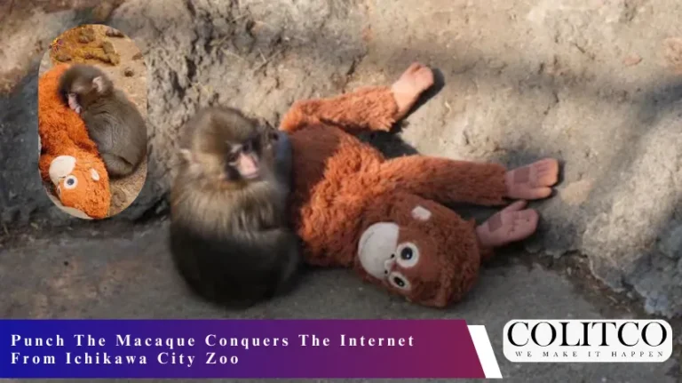 Punch The Macaque Conquers The Internet From Ichikawa City Zoo