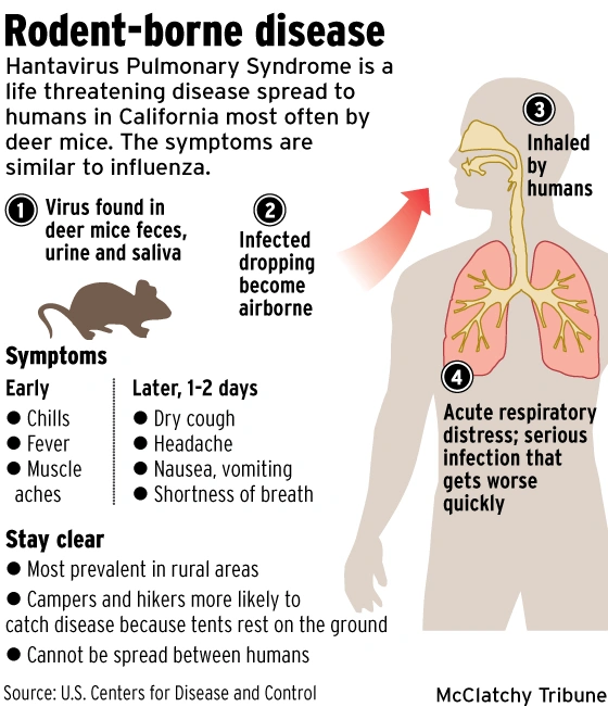 common hantavirus symptoms include fever fatigue muscle aches headaches dizziness nausea and breathing difficulties in severe cases