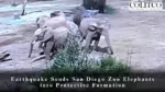 Earthquake Sends San Diego Zoo Elephants into Protective Formation